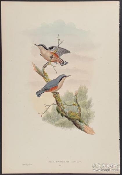 Sitta nagaensis 栗臀鳾 - John Gould 手工上色的原版铜版画 1850年出版的亚洲鸟类 极为稀少