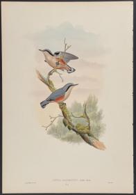 Sitta nagaensis 栗臀䴓 - John Gould 手工上色的原版铜版画 1850年出版的亚洲鸟类 极为稀少