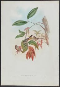 侏山雀 - Exile Tit - John Gould 手工上色的原版铜版画 1850年出版的亚洲鸟类 极为稀少