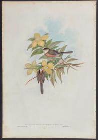 白喉长尾山雀 - White-throated Tit - John Gould 手工上色的原版铜版画 1850年出版的亚洲鸟类 极为稀少