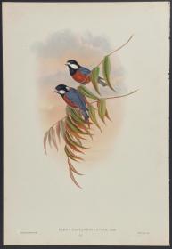 Chestnut-bellied Tit  栗腹山雀 - John Gould 手工上色的原版铜版画 1850年出版的亚洲鸟类 极为稀少