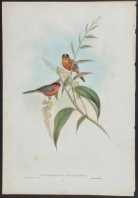 Chestnut-breasted Tit  栗胸山雀 - John Gould 手工上色的原版铜版画 1850年出版的亚洲鸟类 极为稀少