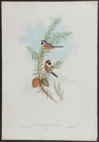 丽色山雀 - Elegant Tit - John Gould 手工上色的原版铜版画 1850年出版的亚洲鸟类 极为稀少