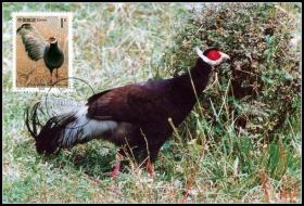 2000年珍稀动物1组褐马鸡极限片盖首日原地戳    一枚