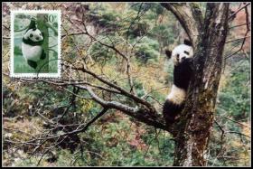 2000年珍稀动物1组熊猫极限片盖首日原地戳    一枚