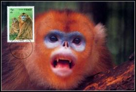 2000年珍稀动物1组金丝猴极限片盖首日原地戳    一枚
