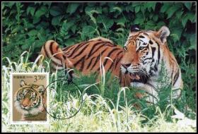 2000年珍稀动物1组东北虎极限片盖首日原地戳    一枚