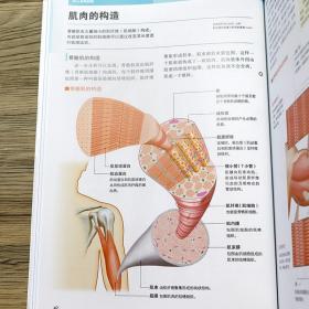 3D人体解剖图