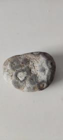 石头-293    珊瑚化石