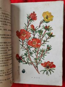 华北习见观赏植物（第一部，内有彩图和黑白插图。1958年初版，1959年再版。请看实拍图，）B柜上左1