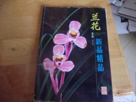 兰花新品精品