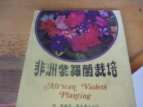 非洲紫罗兰栽培