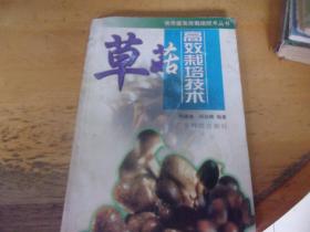 草菇高效栽培技术