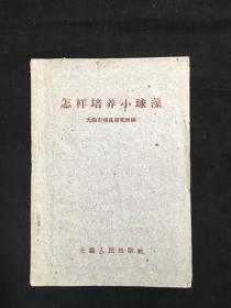 怎样培养小球藻
