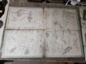 社会主义发展史第二组原始社会 动物组8（ZH009）