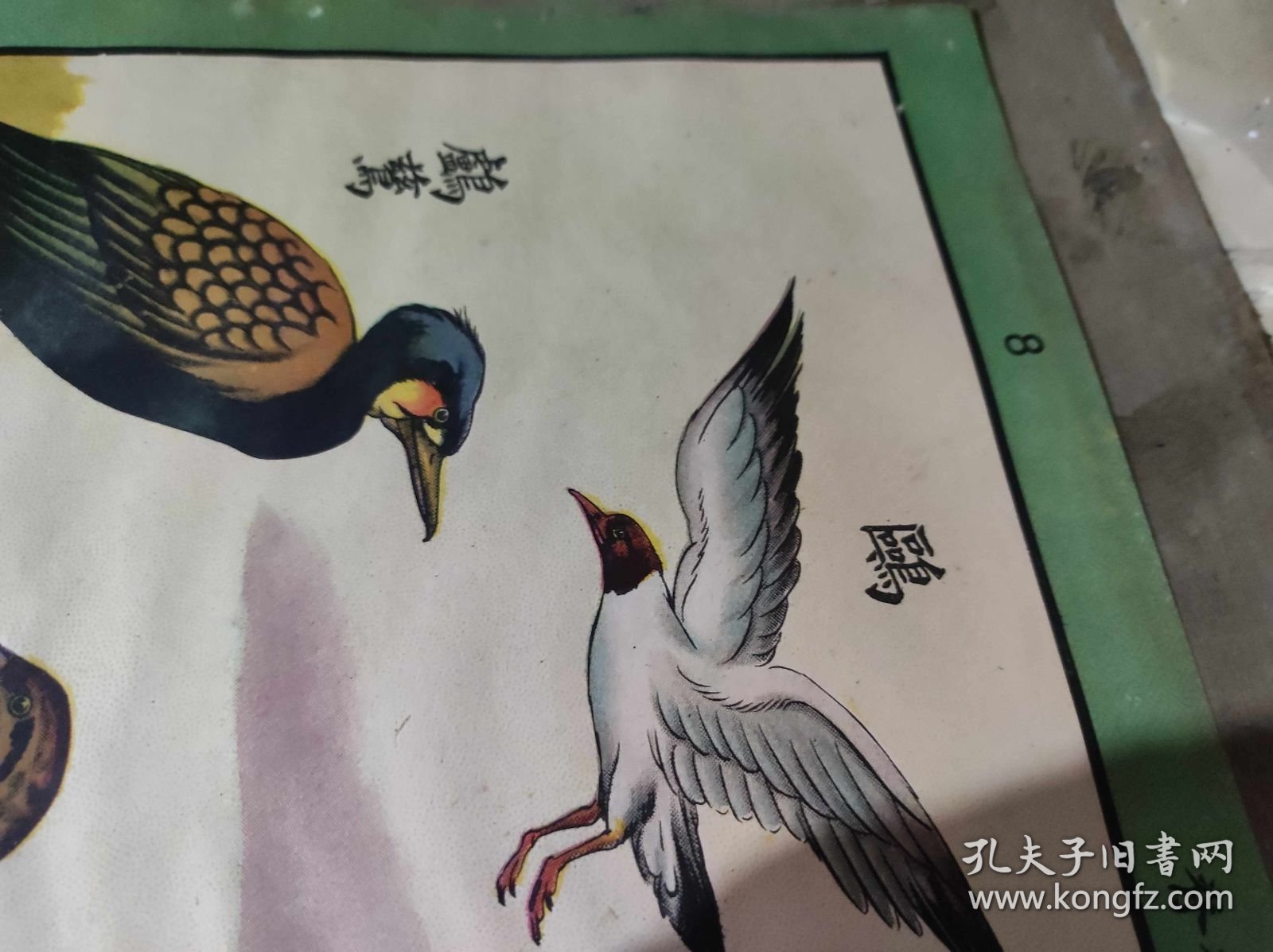 社会主义发展史第二组原始社会 动物组8（ZH009）