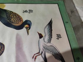 社会主义发展史第二组原始社会 动物组8（ZH009）