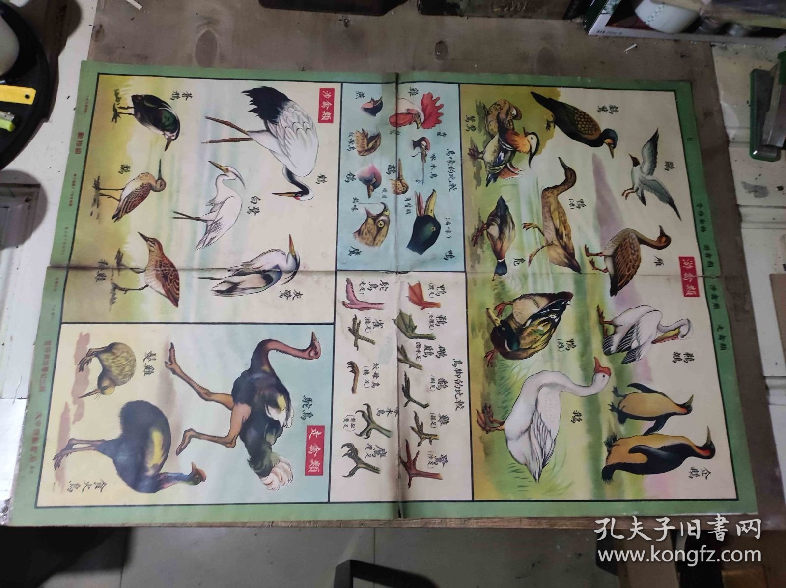 社会主义发展史第二组原始社会 动物组8（ZH009）