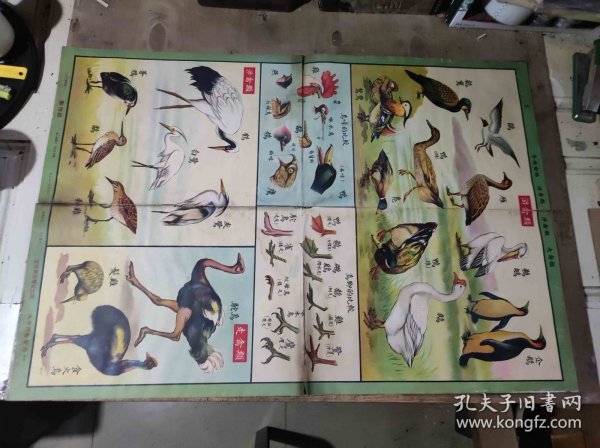 社会主义发展史第二组原始社会 动物组8（ZH009）