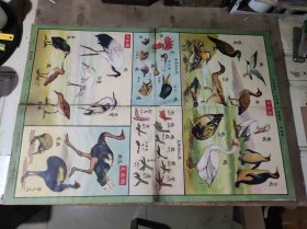 社会主义发展史第二组原始社会 动物组8（ZH009）