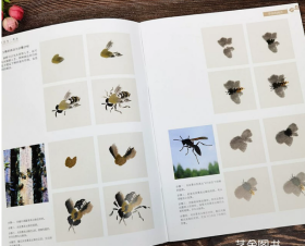 学一百通：草虫/中国画基础技法丛书·写意花鸟
