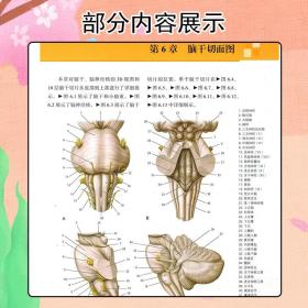 正版 颅脑影像与临床神经解剖：MRI和CT图书 世界图书出版公司9787519290993