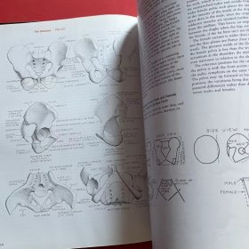 Human Anatomy for Artists：The Elements of Form