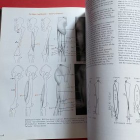 Human Anatomy for Artists：The Elements of Form