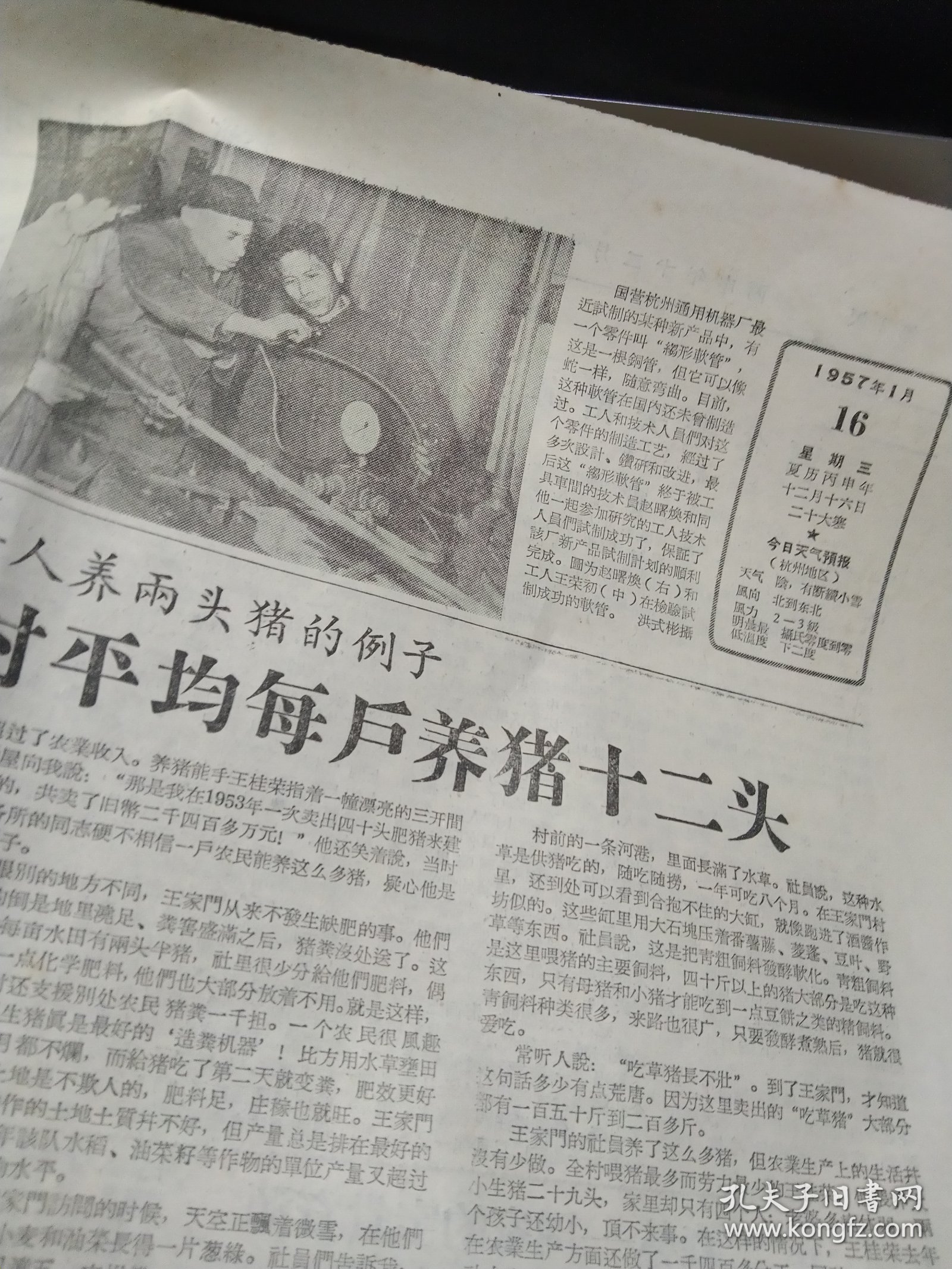 《浙江日报》1957年1月16日，全四版，毛主席为洞头岛烈士墓题词，宁波派访问团到阳谷县学习养猪， 木刻《养个小肥猪》， 海宁王家门村平均每户养猪十二头，本省缫丝工人实行八小时工作制，照片：杭州通用机器厂工人，鄞县供销社古林草席站试用稻草织席成功，嘉兴王店乡镇南农业生产合作社办展览会，关于农业社分级分权问题的意见（诸暨县委副书记），杭州水泥厂供应石灰启事，介绍黄公望《剩山图》元王蒙《松窗读易图》
