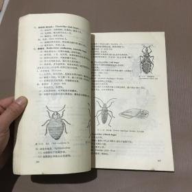 昆虫分类图谱