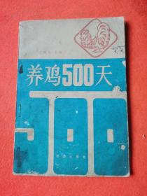 养鸡500天