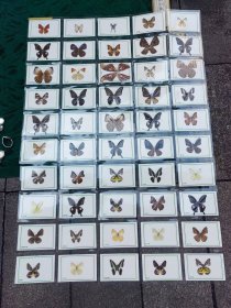 蝴蝶标本（各类五十张）