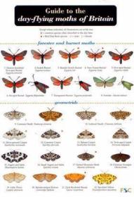 A Guide to the Day-flying Moths of Britain (Identification C