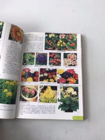 花卉与花卉病虫原色图谱