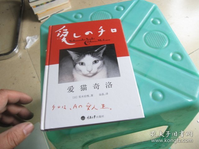 爱猫奇洛