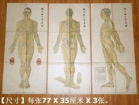 医学原版老挂图：《针灸取穴参考图一、二、三，缺四》共3张（科技卫生出版社1958年12月1版1印）.。