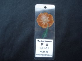 庐山 白居易草堂 硫化菊