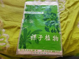 初级中学课本生物教学挂图《裸子植物》