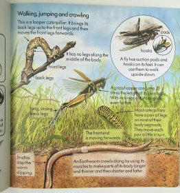 1990' Usborne First Nature : Creepy Crawlies 1