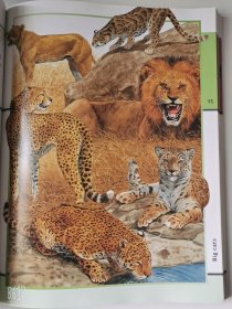 2004'初版 Animal Kingdom 6