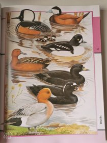 2004'初版 Animal Kingdom 6