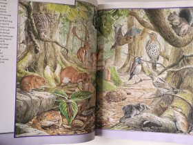 2004'初版 Animal Kingdom 6