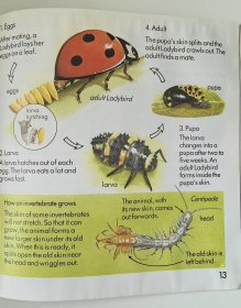 1990' Usborne First Nature : Creepy Crawlies 1