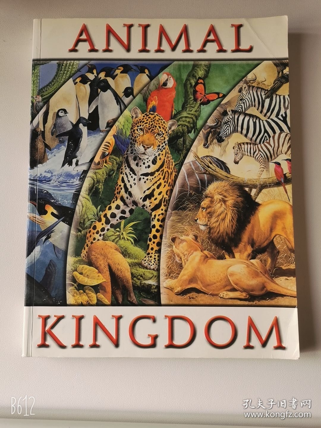 2004'初版 Animal Kingdom 6