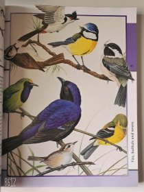2004'初版 Animal Kingdom 6