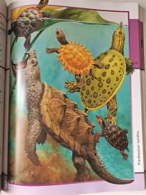 2004'初版 Animal Kingdom 6