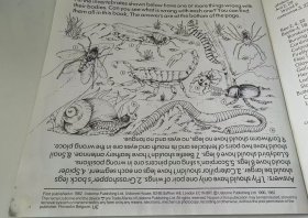 1990' Usborne First Nature : Creepy Crawlies 1