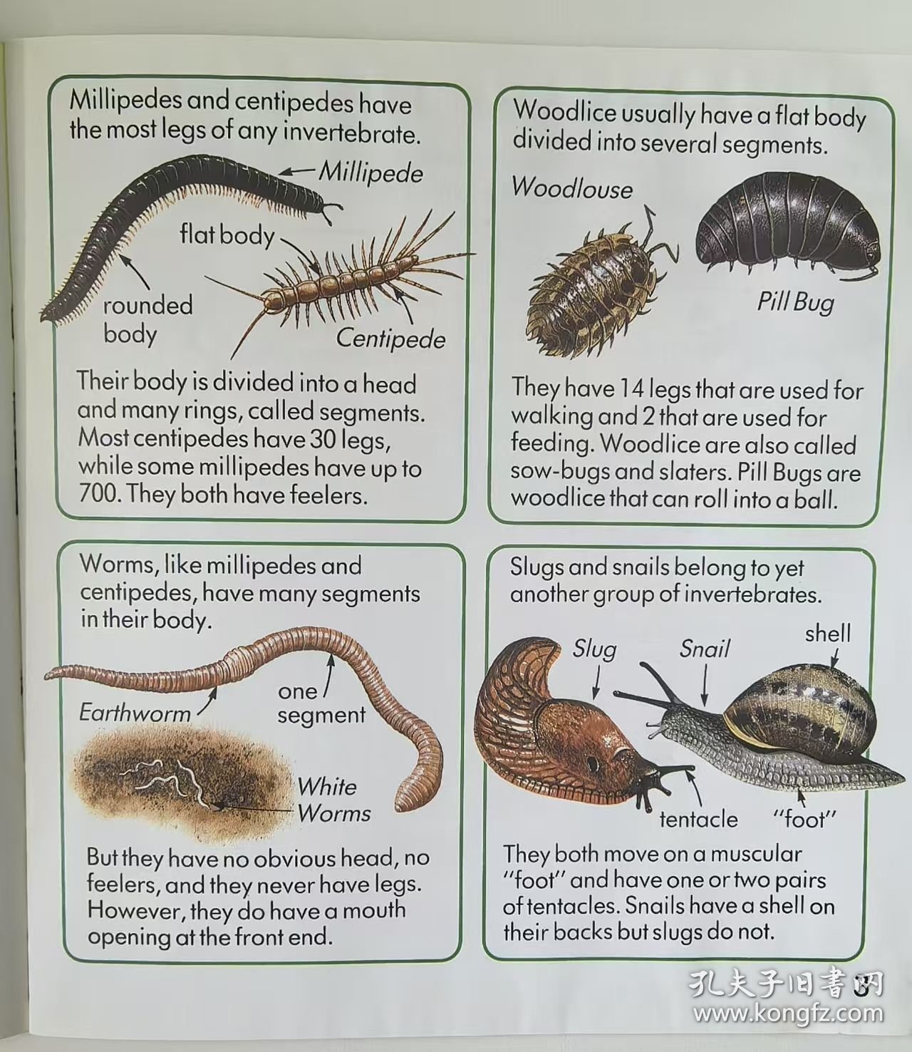 1990' Usborne First Nature : Creepy Crawlies 1