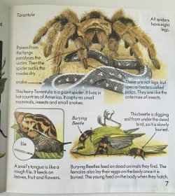 1990' Usborne First Nature : Creepy Crawlies 1