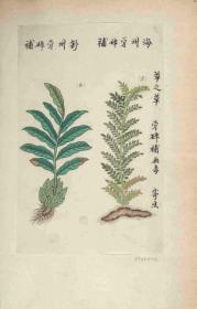 【现代喷绘工艺品】中国自然历史绘画本草集 清绘本